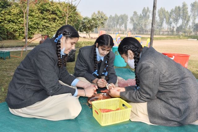 Top Schools in Rajpura